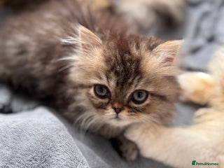 Persian cats - Advert 2