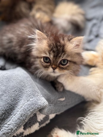 Persian cats - Advert 1