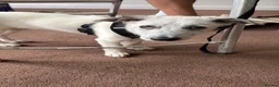 Border Collie dogs for sale: Female boarder collie 4months  in Porth - Advert 3