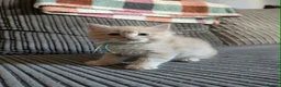 Ragcoon cats for sale: Beautiful Ragcoon Litter - Advert 5