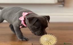 Staffordshire Bull Terrier dogs for sale: Ready for Their Forever Homes Now - Image 14