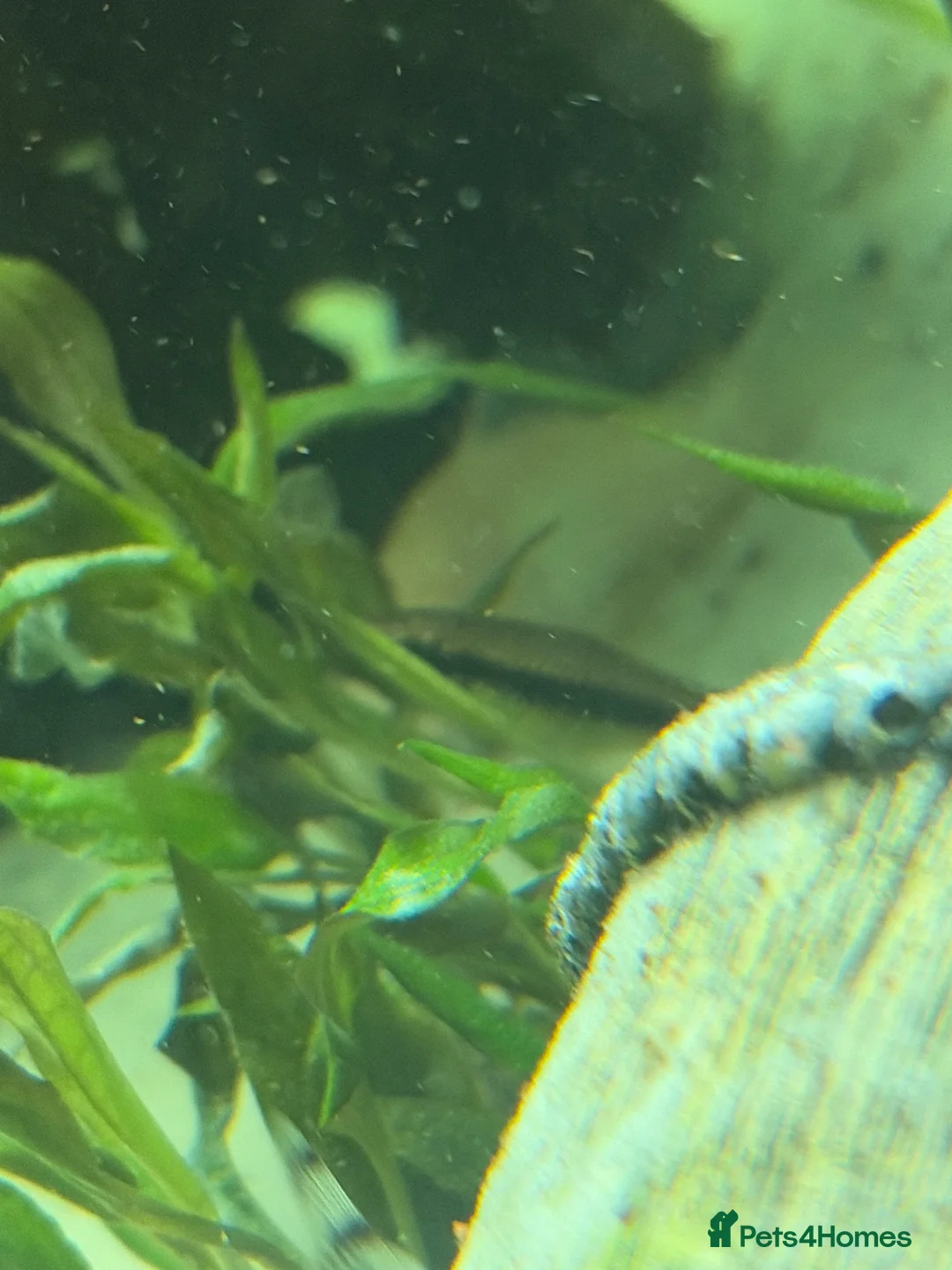 Other/Mixed Breed fish for sale: 2 Siamese algae eater fish  in Purley - Advert 2