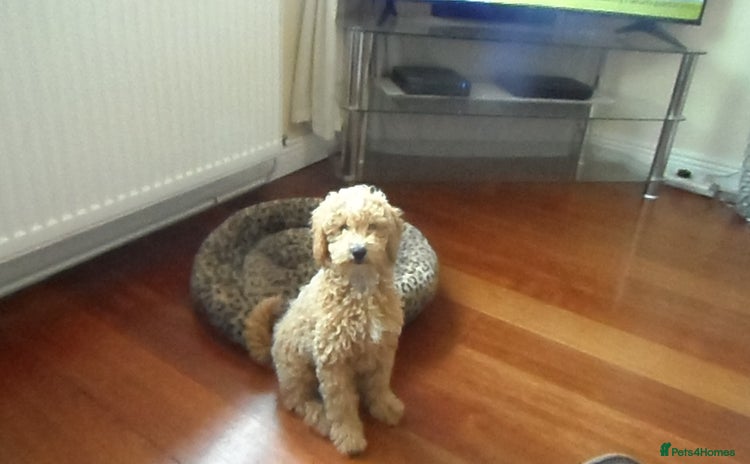 Cavapoo dogs - Advert 4