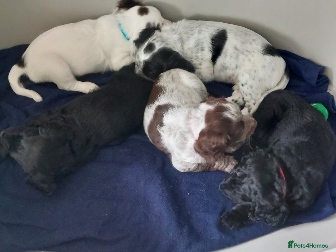 Cocker Spaniel dogs for sale: Working type cocker spaniels - Image 5
