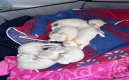 Siamese cats for stud: 🍫PROVEN CHOC POINT SIAMESE STUD🍫 - Image 9
