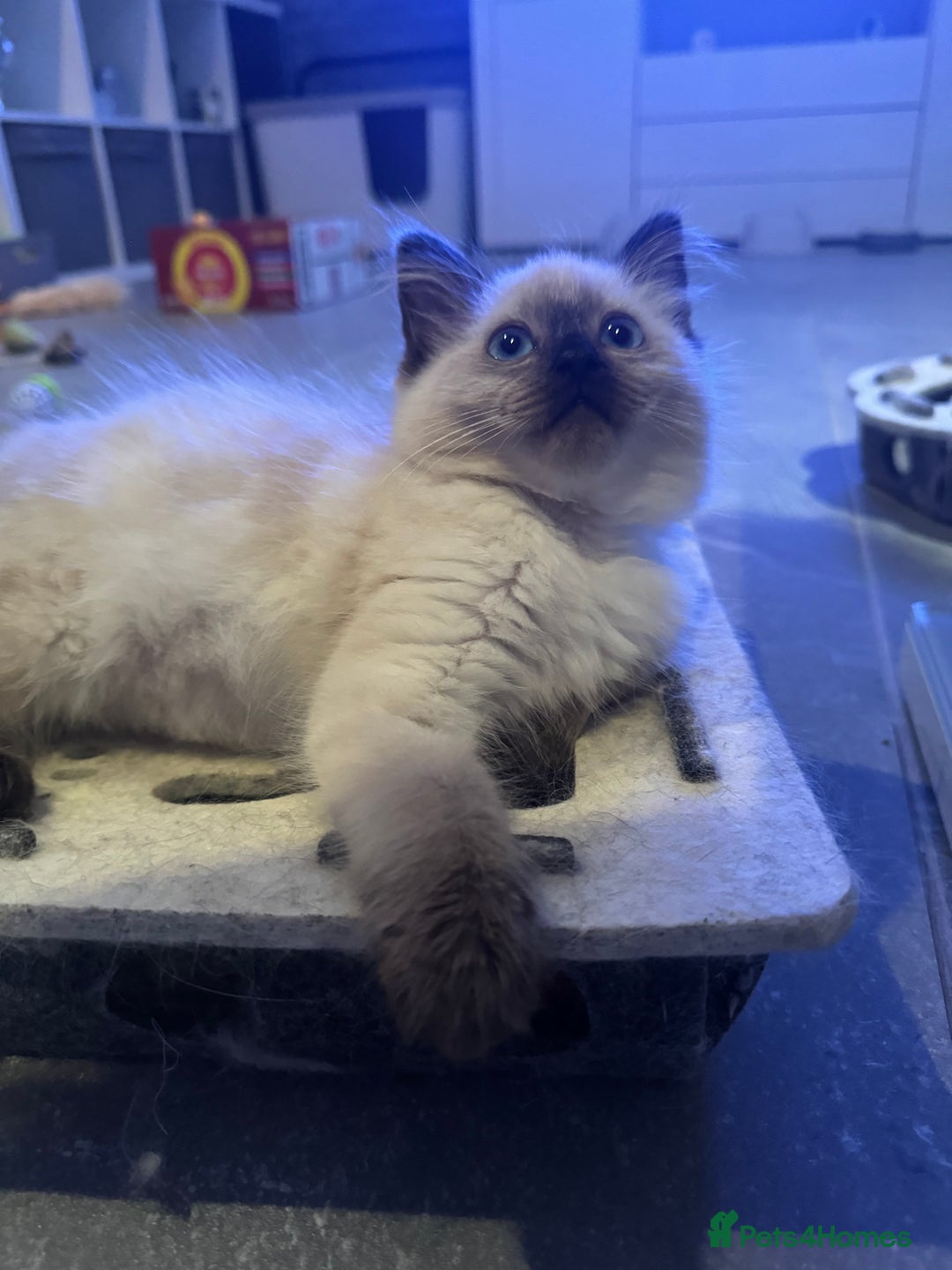 Ragdoll cats for sale: Stunning Seal Point Female Ragdoll  - Advert 2