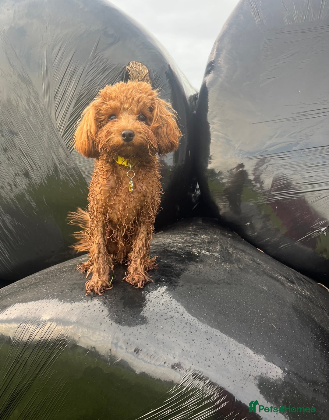 Cavapoo dogs for sale: F1b tiny toy Cavapoo male.  - Advert 5