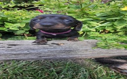 Miniature Dachshund dogs for sale: Smooth haired minature dacshund  - Image 5