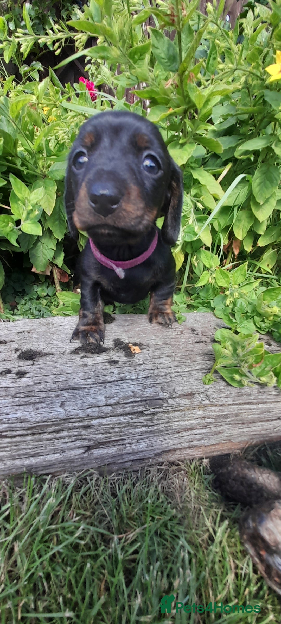 Miniature Dachshund dogs for sale: Smooth haired minature dacshund  - Image 5