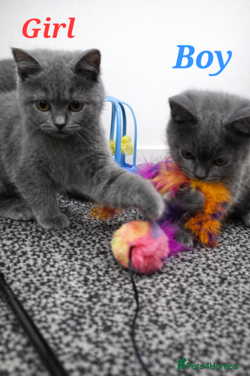 Mixed Breed cats ❤️ Stunning British Shorthair Blue Kittens ❤️ - Advert 14