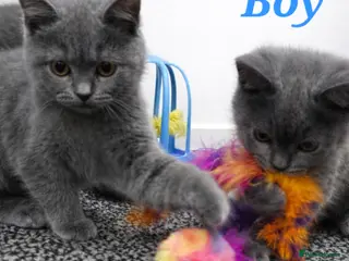 Mixed Breed cats ❤️ Stunning British Shorthair Blue Kittens ❤️ - Advert 14