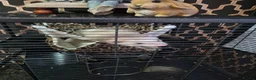 Ferret rodents for sale: Free Ferrets in Basildon - Advert 5