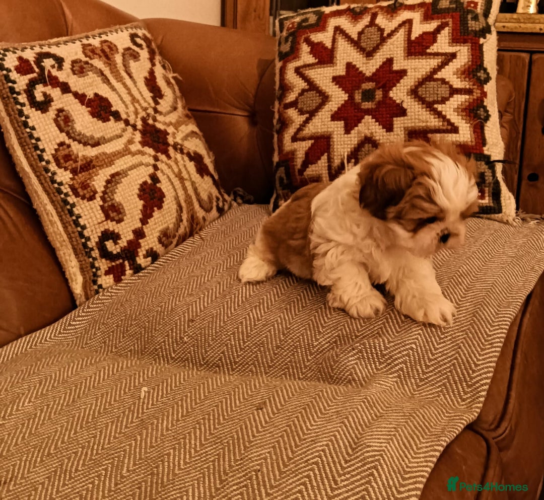 Shih Tzu dogs for sale: Gorgeous puppies for sale!😍🥰 - Advert 6