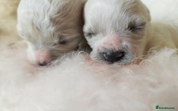 Bichon Frise dogs for stud:  Vice World Winner '25  for Stud in Taunton - Image 7