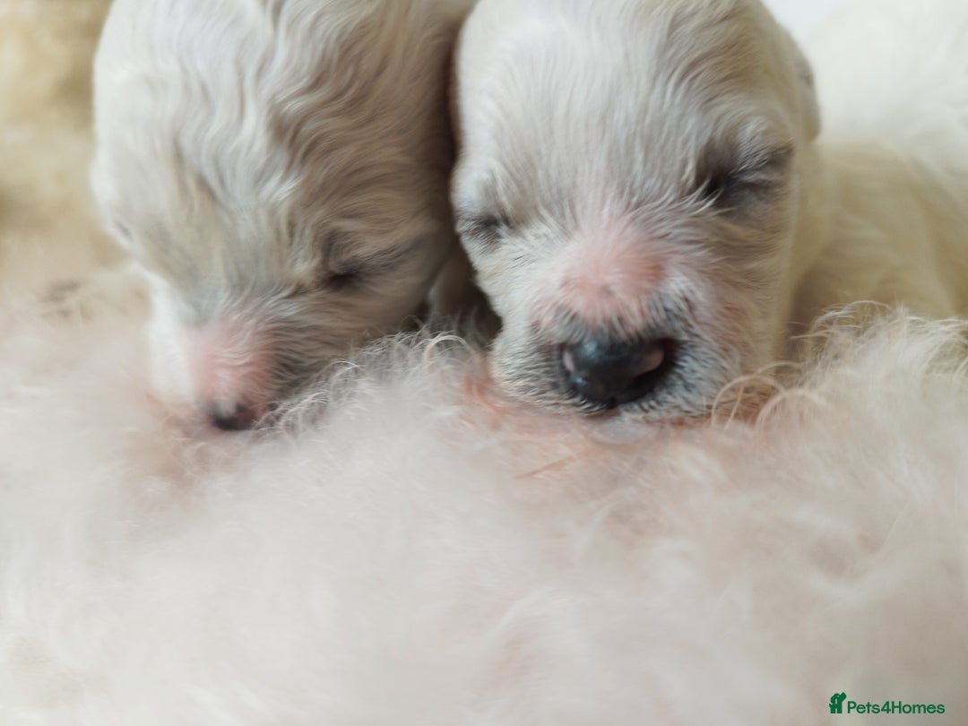 Bichon Frise dogs for stud:  Vice World Winner '25  for Stud in Taunton - Image 7