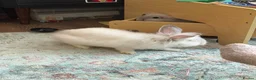 Lionhead rabbits for sale: Lovely little bunnies !  - Advert 6