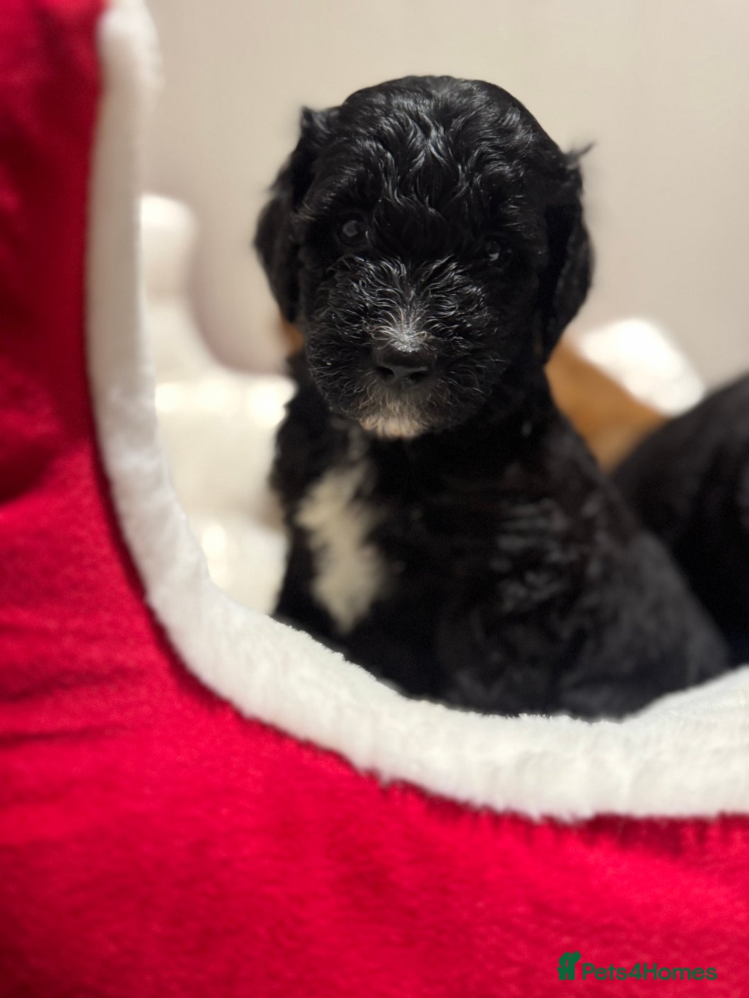 Mixed Breed dogs for sale: Golden Bernedoodles 🐶 - Advert 13