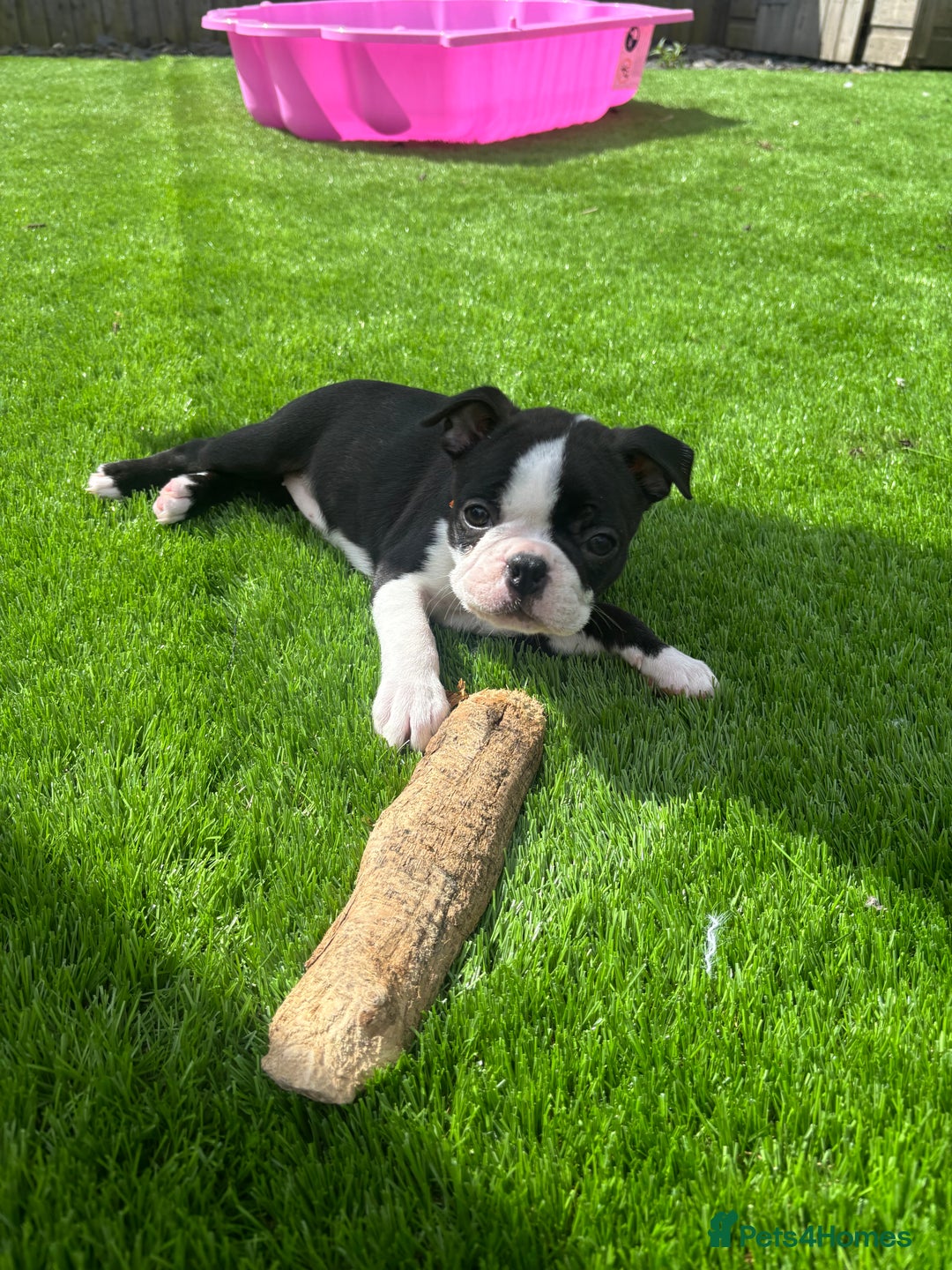 Boston Terrier dogs for sale: One stunning girl left !!! Ready to leave now !  - Image 20
