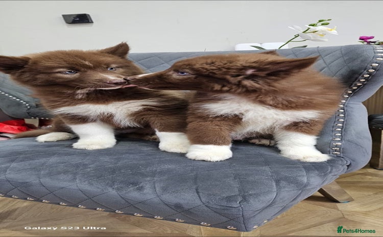 Siberian Husky dogs Wooly Siberian Huskies - fully vaccinated  - Advert 11