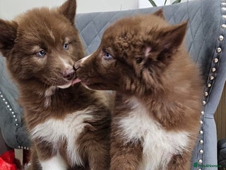 Siberian Husky dogs Wooly Siberian Huskies - fully vaccinated - Advert 1