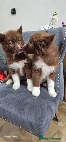 Siberian Husky dogs Wooly Siberian Huskies - fully vaccinated - Advert 11