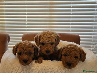 Poochon dogs Gorgeous Poochon puppies - Advert 6