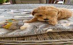 Maltipoo dogs for sale: Beautiful Apricot Maltipoo puppies. - Image 1