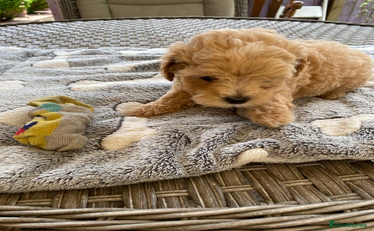 Maltipoo dogs - Advert 1