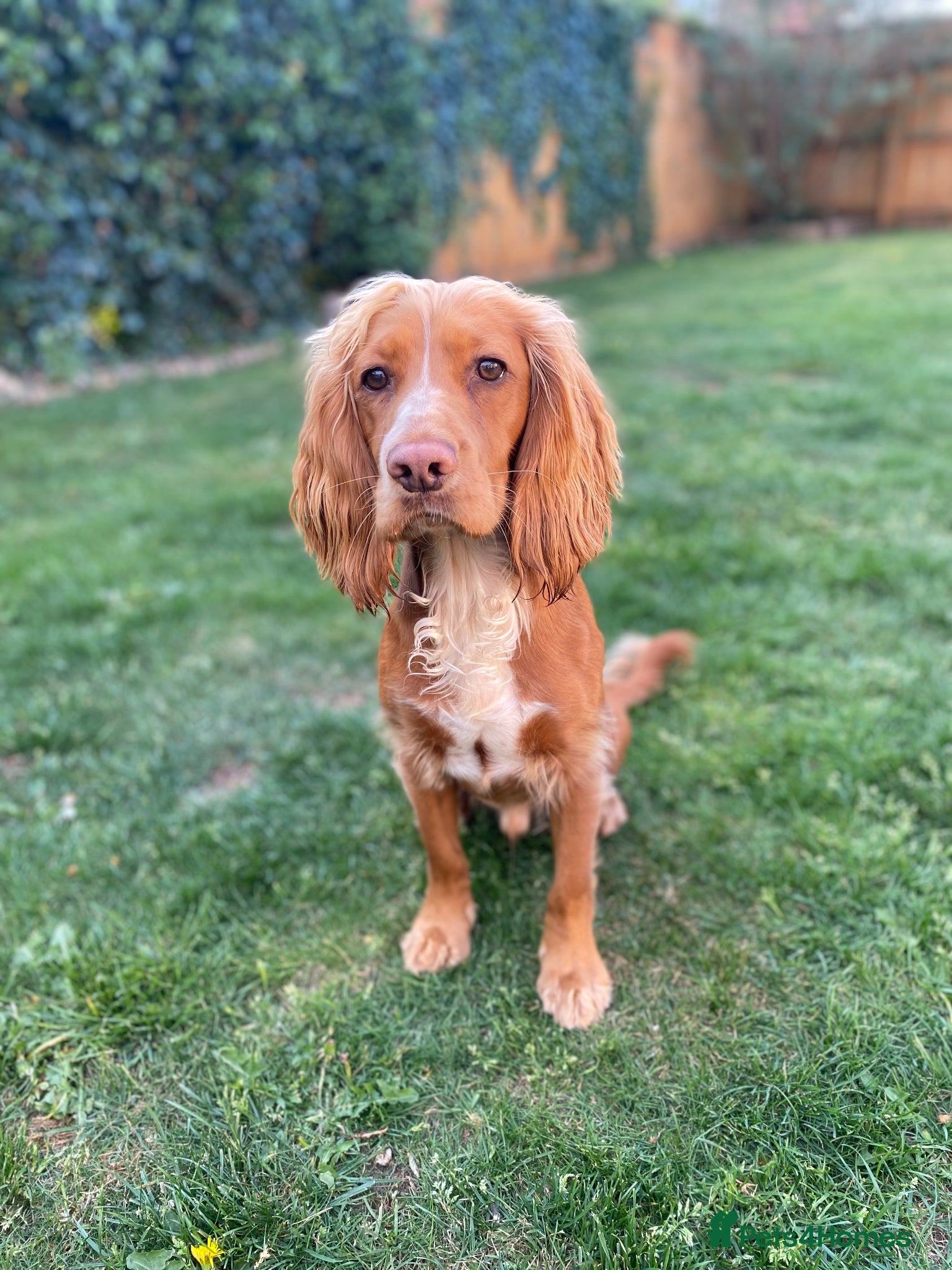 Cocker Spaniel dogs Athletic working cocker spaniel - Advert 7