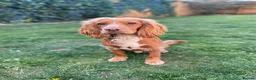 Cocker Spaniel dogs for stud: Athletic working cocker spaniel in Lincoln - Advert 3