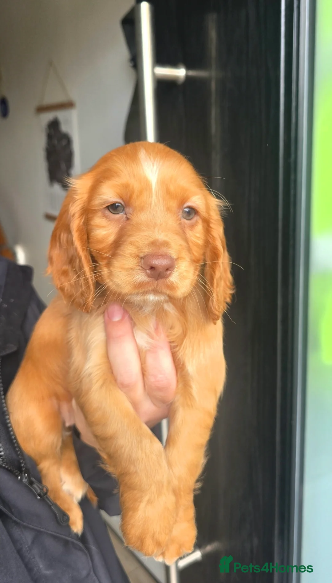 Cocker Spaniel dogs for sale: KC Registered Fox Red Working Cocker Spaniels - Advert 1