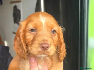 Cocker Spaniel dogs Fox Red Working Cocker Spaniel Puppies - Advert 6