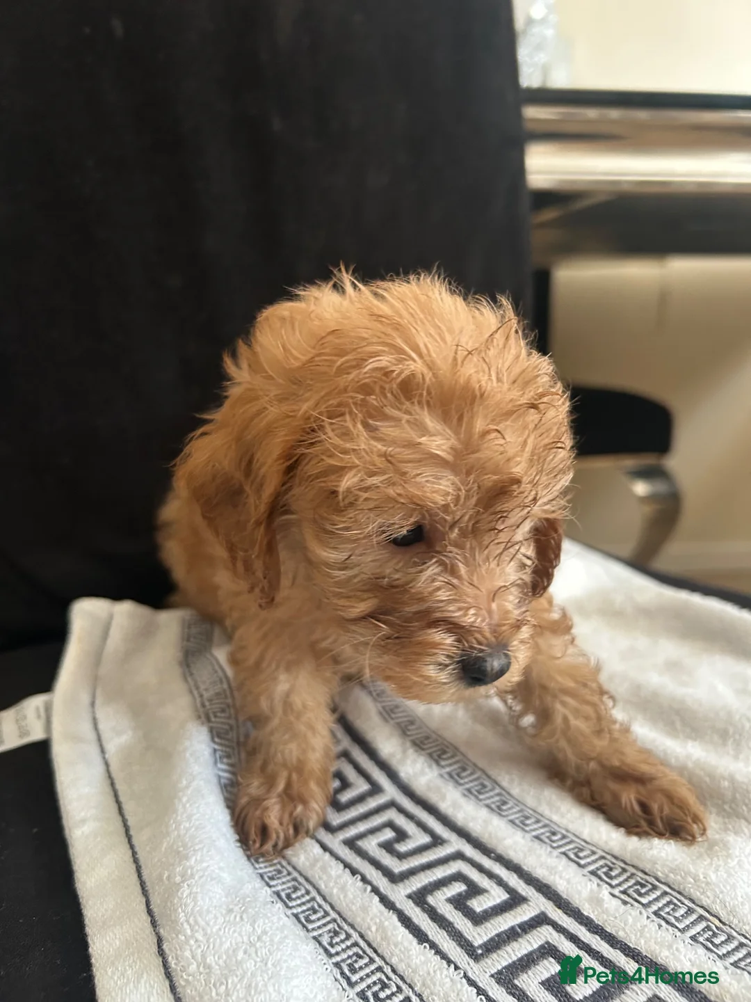 Cockapoo dogs for sale: 6 beautiful Cockapoo looking 4 their forever home  - Advert 1
