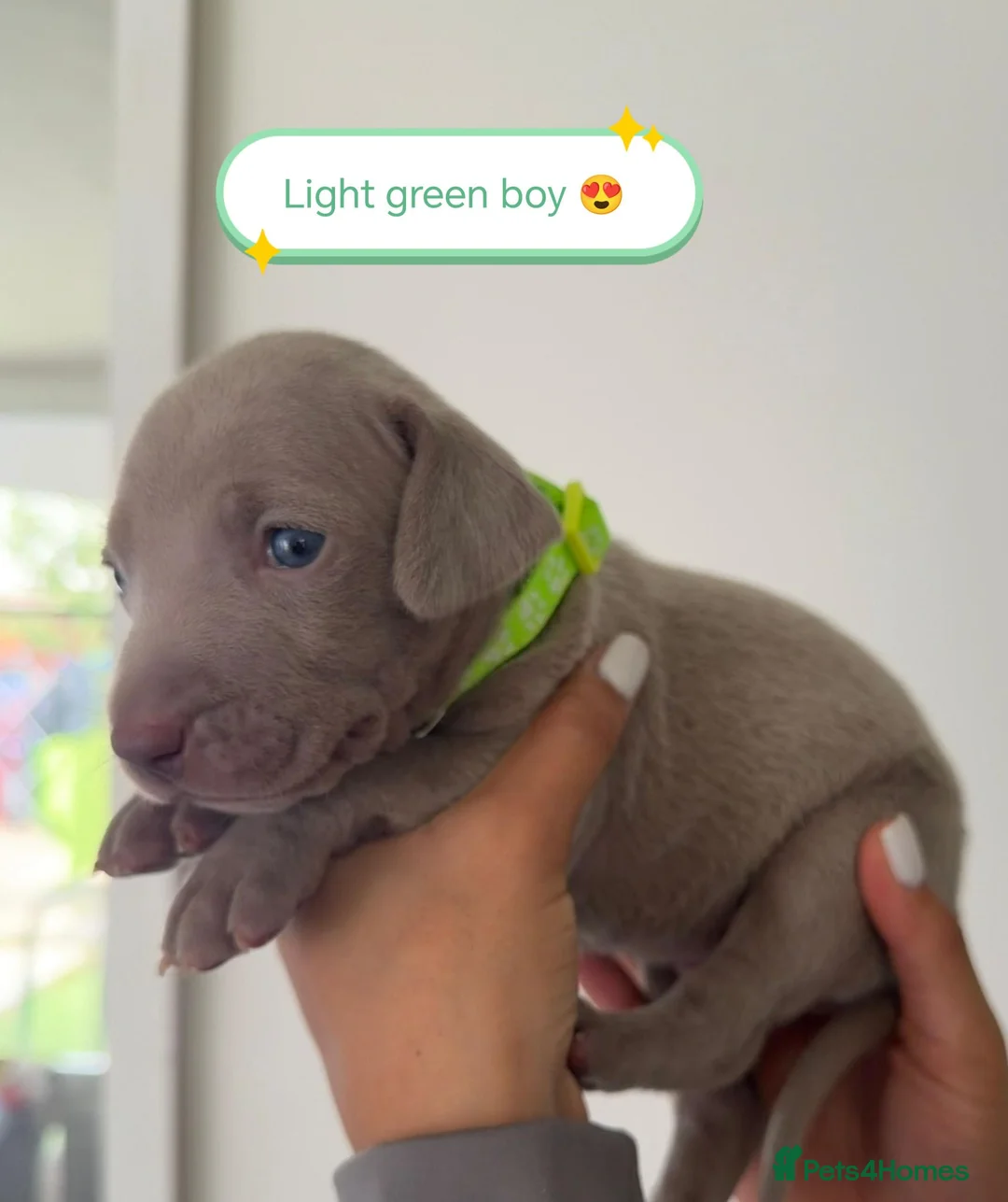 Weimaraner dogs for sale: Stunning puppies, one chuncky silver boy available - Advert 31