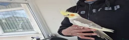 Cockatiels birds for sale: Super Hand Tamed cockatiel for sale  - Advert 21