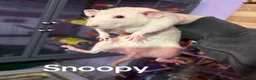 Rat rodents for sale: Neutered male rat , ( snoopy ) - Advert 5