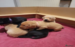 Labrador Retriever dogs for sale: Beautiful pedigree puppies ready 30th Sept - Image 14