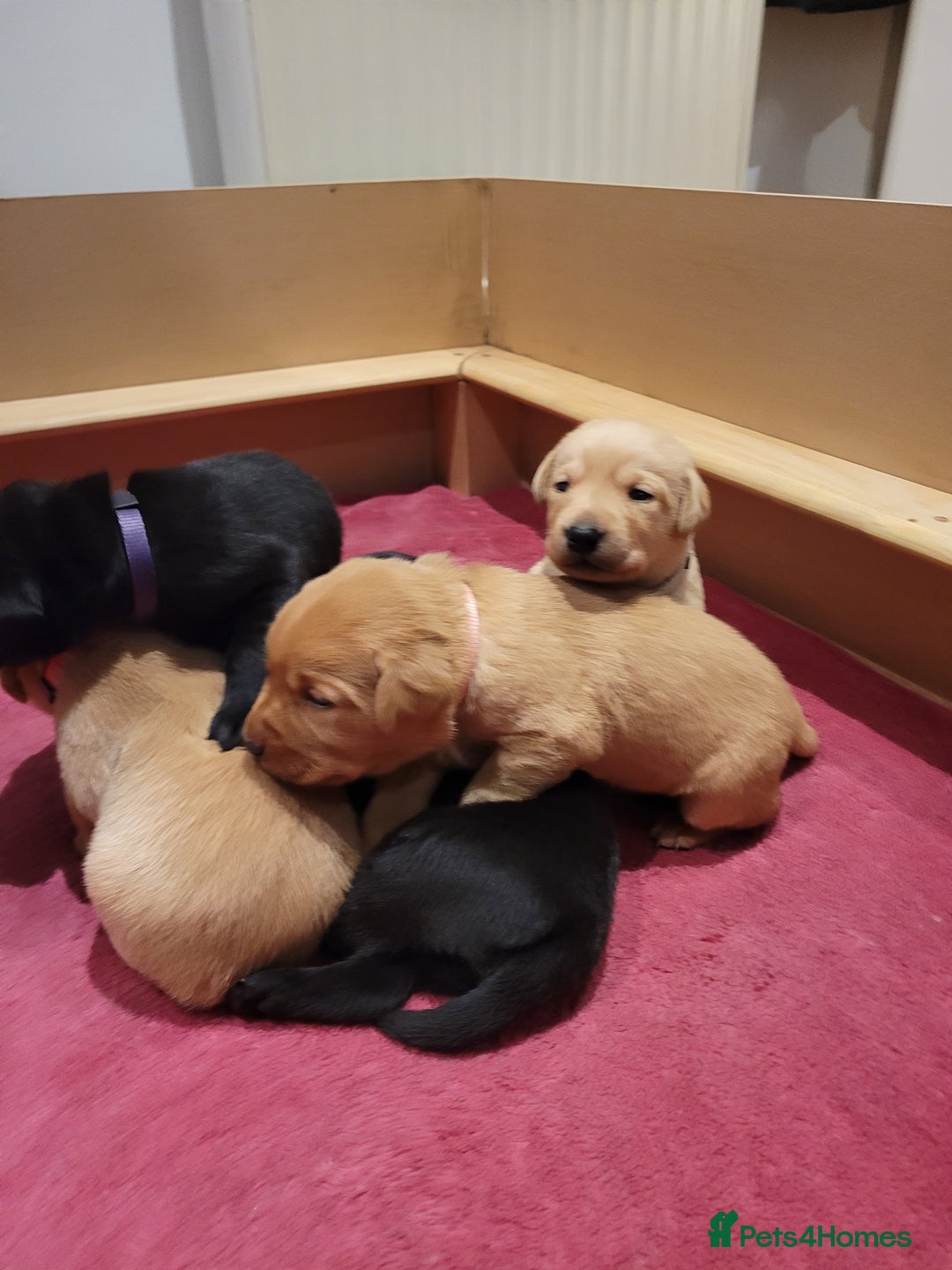 Labrador Retriever dogs for sale: Beautiful pedigree puppies ready 30th Sept - Image 14