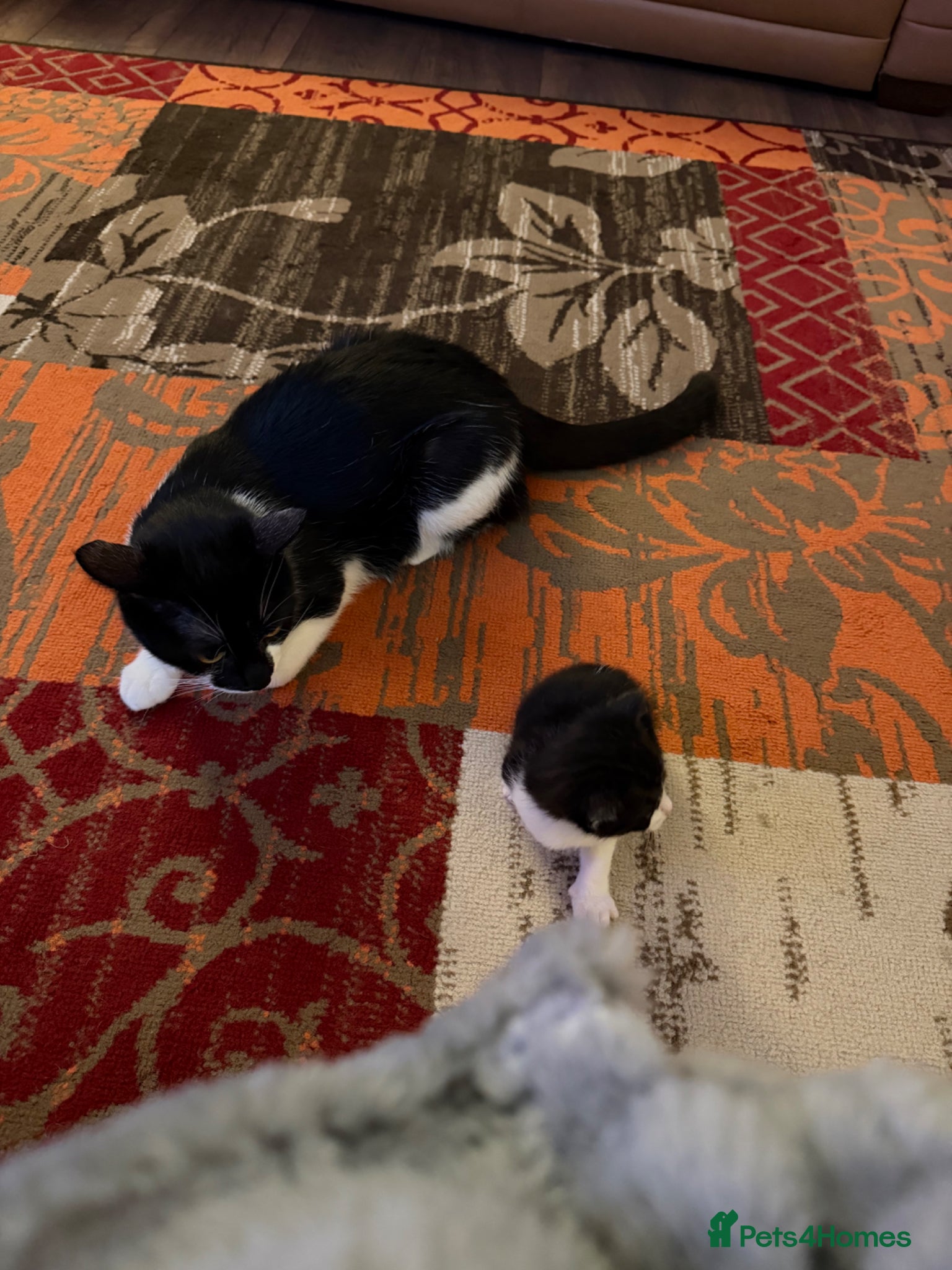 Mixed Breed cats for sale: Kittens for sale  - Advert 4