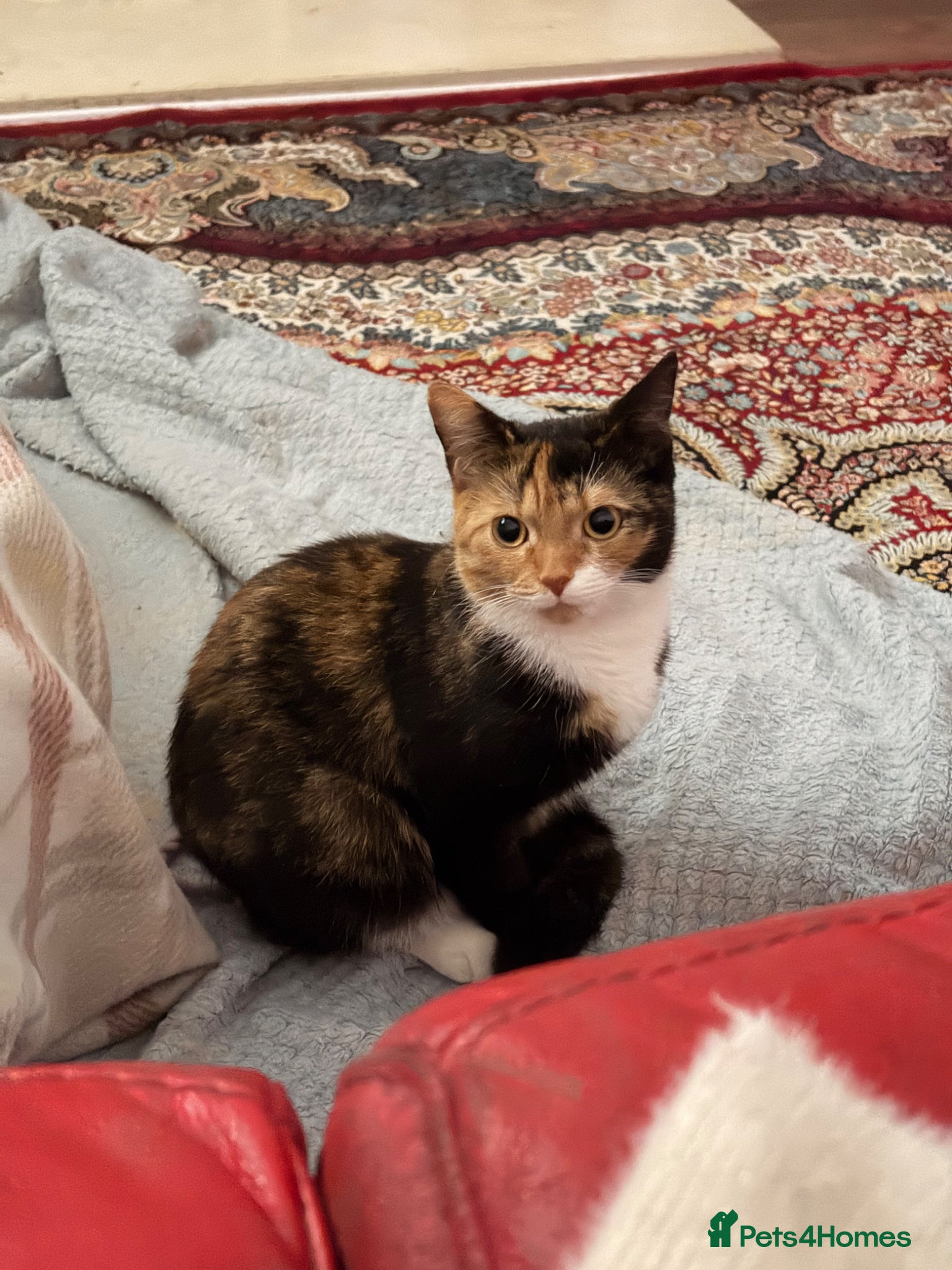 Mixed Breed cats Kittens for sale - Advert 4