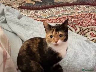 Mixed Breed cats Kittens for sale - Advert 4