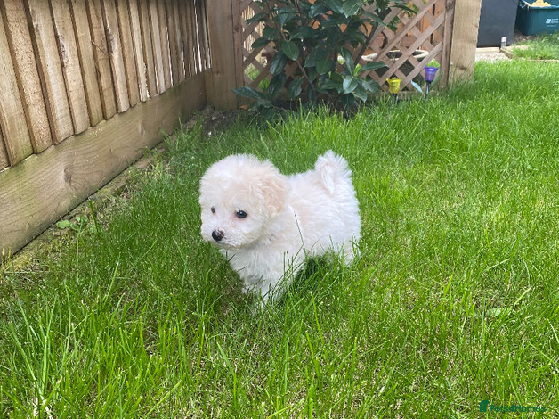 Bichon Frise Puppy 4