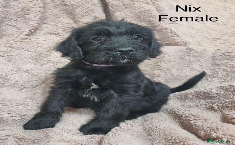 Labradoodle dogs - Advert 1