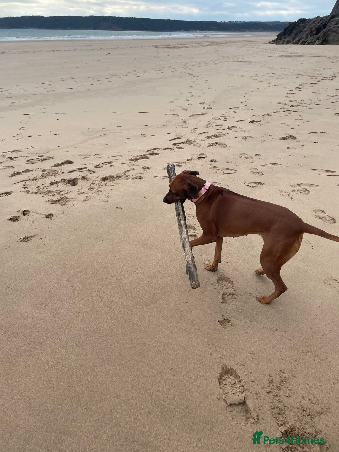 Rhodesian Ridgeback dogs for sale: Beautiful Rhodesian Ridgeback pups - Advert 5