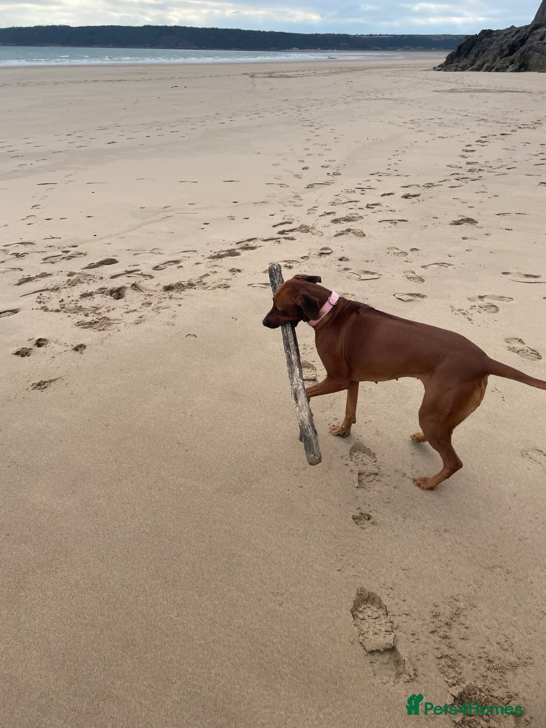 Rhodesian Ridgeback dogs for sale: Beautiful Rhodesian Ridgeback pups - Advert 24