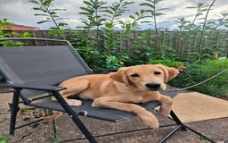 Golden Retriever dogs for sale: 6 month old golden retriever  - Image 15