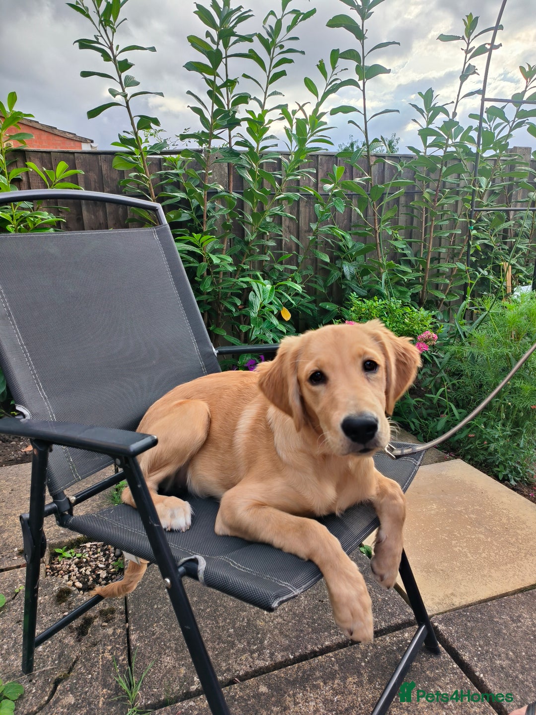 Golden Retriever dogs for sale: 6 month old golden retriever  - Image 15