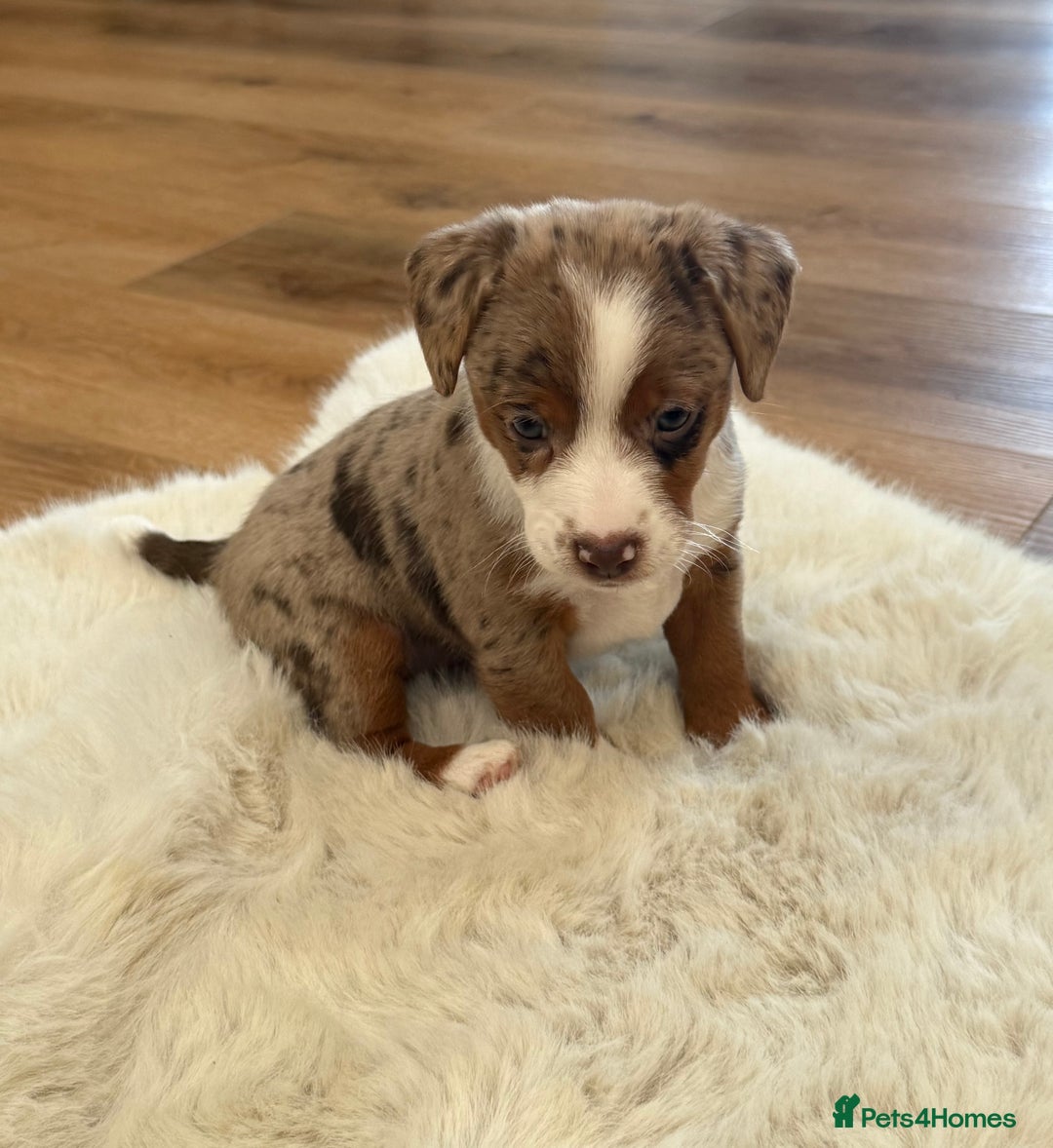 Jack Russell dogs for sale: Very rare merle Jack Russells. Family home raised  - Advert 3