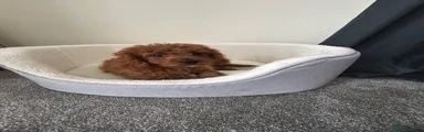 Cavapoo 2