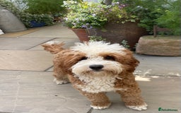 Australian Labradoodle dogs for stud: Australian Labradoodle Stud Dog  - Image 6